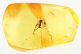 Detailed Fossil Fungus Gnat (Mycetophilidae) In Baltic Amber #367429-1